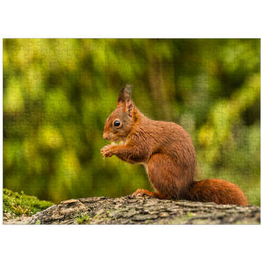 puzzleplate Red Squirrel Eating a Nut in the Forest 300 Jigsaw Puzzle