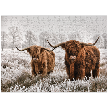 puzzleplate Hairy Scottish Highland cattle in a winter landscape 300 Jigsaw Puzzle