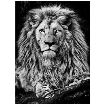 puzzleplate Black and white image of majestic lion 300 Jigsaw Puzzle