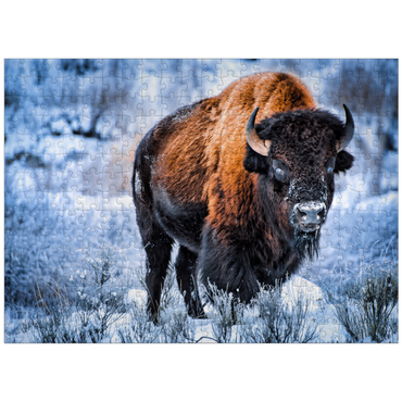 puzzleplate American bison crouching in snow in winter, Yellowstone National Park 300 Jigsaw Puzzle