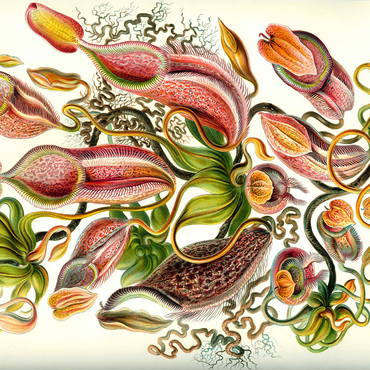 Nepenthaceae - Pitcher Plant, Vintage Art Poster, Ernst Haeckel 1000 Jigsaw Puzzle 3D Modell