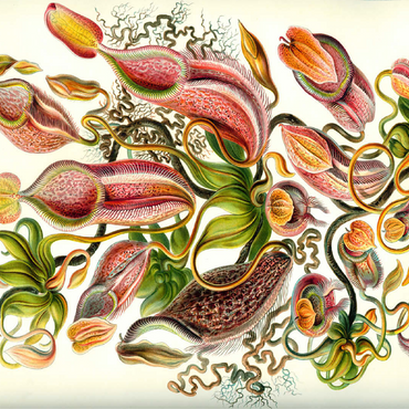 Nepenthaceae - Pitcher Plant, Vintage Art Poster, Ernst Haeckel 100 Jigsaw Puzzle 3D Modell