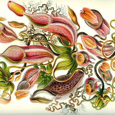 Nepenthaceae - Pitcher Plant, Vintage Art Poster, Ernst Haeckel 500 Jigsaw Puzzle 3D Modell
