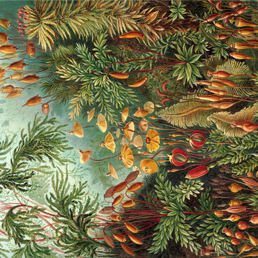 Moss (Muscinae) - Art Forms in Nature, Vintage Art Poster, Ernst Haeckel 1000 Jigsaw Puzzle 3D Modell