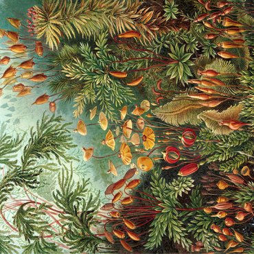 Moss (Muscinae) - Art Forms in Nature, Vintage Art Poster, Ernst Haeckel 100 Jigsaw Puzzle 3D Modell