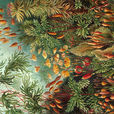 Moss (Muscinae) - Art Forms in Nature, Vintage Art Poster, Ernst Haeckel 500 Jigsaw Puzzle 3D Modell