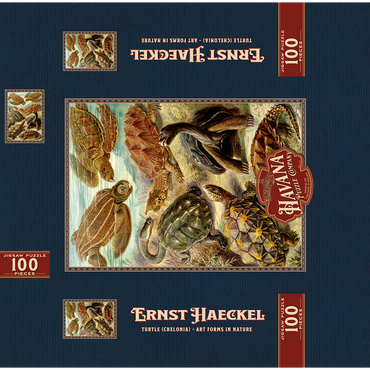 Turtle (Chelonia) - Art Forms in Nature, Vintage Art Poster, Ernst Haeckel 100 Jigsaw Puzzle box 3D Modell