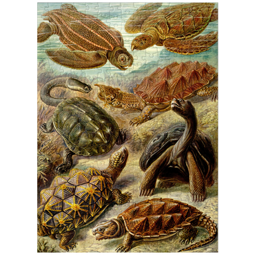 puzzleplate Turtle (Chelonia) - Art Forms in Nature, Vintage Art Poster, Ernst Haeckel 300 Jigsaw Puzzle