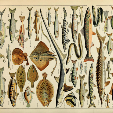 Fish For All, Vintage Art Poster, Adolphe Millot 100 Jigsaw Puzzle 3D Modell