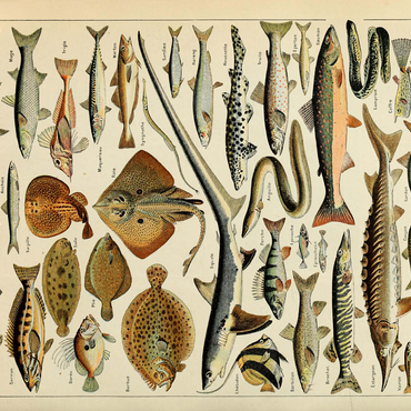 Fish For All, Vintage Art Poster, Adolphe Millot 500 Jigsaw Puzzle 3D Modell
