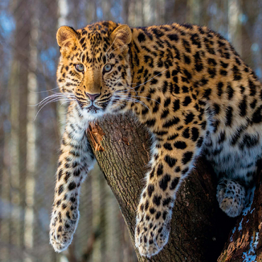 Endangered species: Amur leopard 100 Jigsaw Puzzle 3D Modell