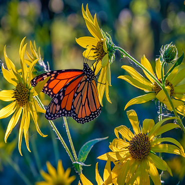 The Monarch and the Sunflower 100 Jigsaw Puzzle 3D Modell