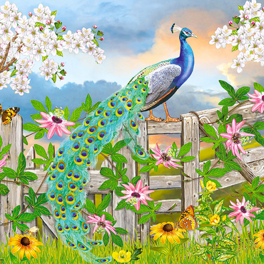 Peacock On Fence 500 Jigsaw Puzzle 3D Modell