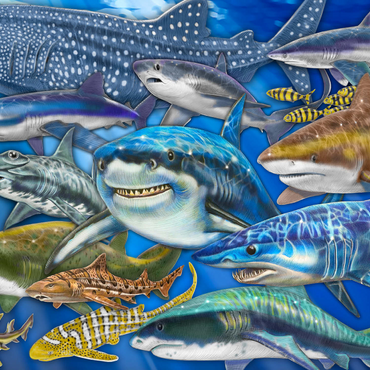 Shark Collage 1000 Jigsaw Puzzle 3D Modell