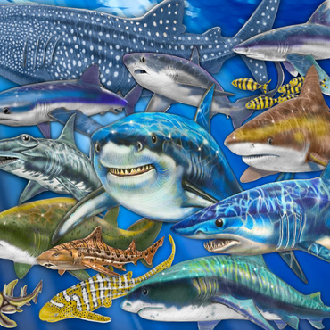 Shark Collage 100 Jigsaw Puzzle 3D Modell
