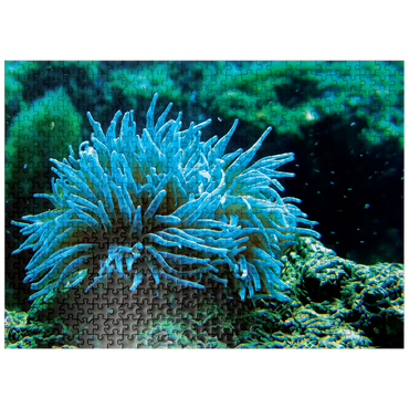 puzzleplate Sea Life Photography: Aqua Sea Anemone 500 Jigsaw Puzzle