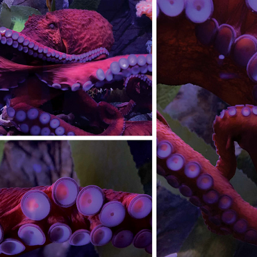 Sea Life Photography: Octopus Collage 1000 Jigsaw Puzzle 3D Modell
