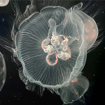 Sea Life Photography: Deep Sea Jellyfish Serenity 1000 Jigsaw Puzzle 3D Modell