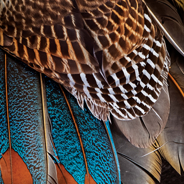 Animal Photography: Fan of Feathers, Birds no.4 1000 Jigsaw Puzzle 3D Modell