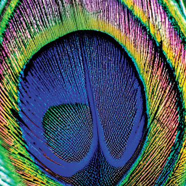 Animal Photography: Peacock Feather Iridescent Eyespot, Birds no.5 500 Jigsaw Puzzle 3D Modell