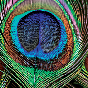 Animal Photography: Peacock Feather Iridescent Eyespot, Birds no.6 1000 Jigsaw Puzzle 3D Modell