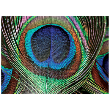 puzzleplate Animal Photography: Peacock Feather Iridescent Eyespot, Birds no.6 500 Jigsaw Puzzle