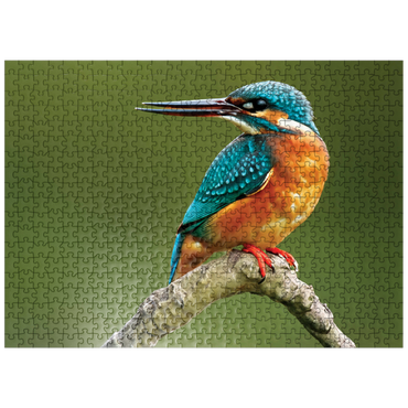 puzzleplate Animal Photography: Birds, Kingfisher Hunting 500 Jigsaw Puzzle