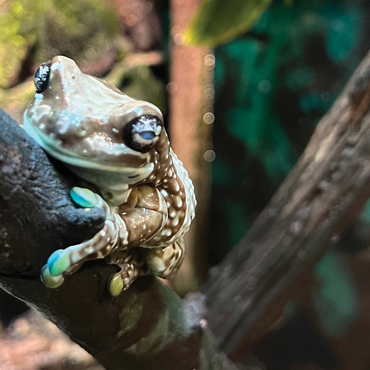 Animal Photography: Zoo Frog Gaze 500 Jigsaw Puzzle 3D Modell