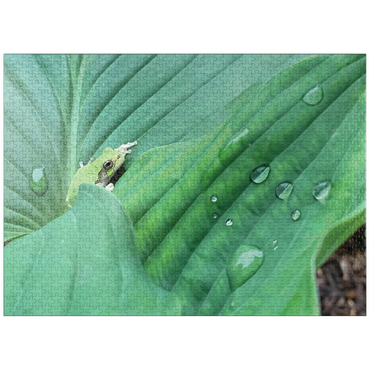 puzzleplate Animal Photography: Frog On Hosta Leaves 1000 Jigsaw Puzzle