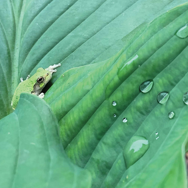 Animal Photography: Frog On Hosta Leaves 1000 Jigsaw Puzzle 3D Modell