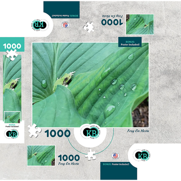 Animal Photography: Frog On Hosta Leaves 1000 Jigsaw Puzzle box 3D Modell