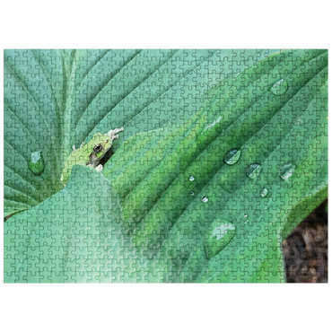 puzzleplate Animal Photography: Frog On Hosta Leaves 500 Jigsaw Puzzle