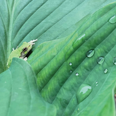 Animal Photography: Frog On Hosta Leaves 500 Jigsaw Puzzle 3D Modell