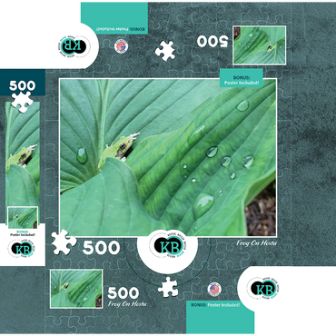 Animal Photography: Frog On Hosta Leaves 500 Jigsaw Puzzle box 3D Modell