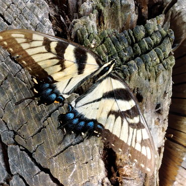 Animal Photography: Butterfly On Wood 1000 Jigsaw Puzzle 3D Modell