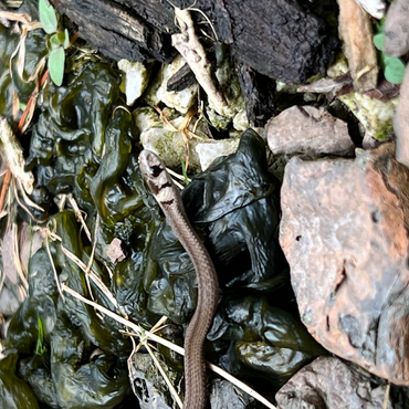 Animal Photography: Snake Adventure 500 Jigsaw Puzzle 3D Modell