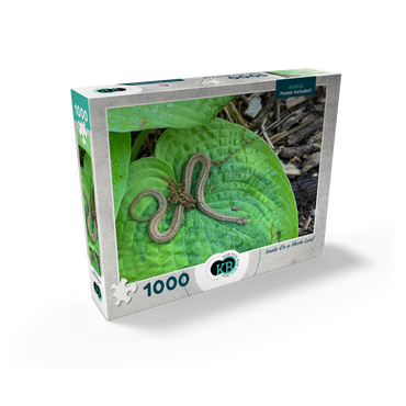 Animal Photography: Snake On A Hosta Leaf 1000 Jigsaw Puzzle box view2