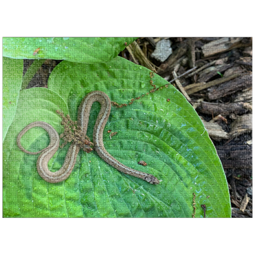 puzzleplate Animal Photography: Snake On A Hosta Leaf 1000 Jigsaw Puzzle