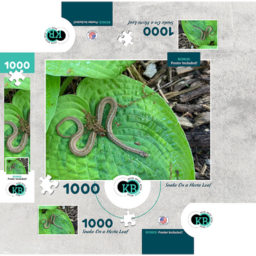 Animal Photography: Snake On A Hosta Leaf 1000 Jigsaw Puzzle box 3D Modell