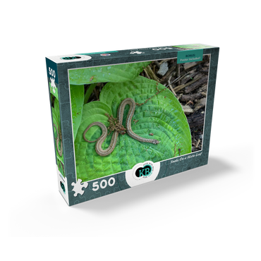 Animal Photography: Snake On A Hosta Leaf 500 Jigsaw Puzzle box view2