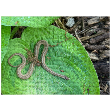 puzzleplate Animal Photography: Snake On A Hosta Leaf 500 Jigsaw Puzzle