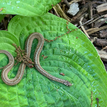 Animal Photography: Snake On A Hosta Leaf 500 Jigsaw Puzzle 3D Modell