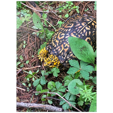 puzzleplate Animal Photography: Turtle Incognito 1000 Jigsaw Puzzle