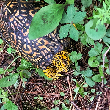 Animal Photography: Turtle Incognito 1000 Jigsaw Puzzle 3D Modell