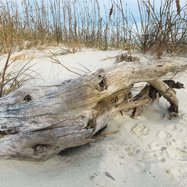 Nature Photography: Beach Driftwood, Hilton Head, South Carolina 1000 Jigsaw Puzzle 3D Modell
