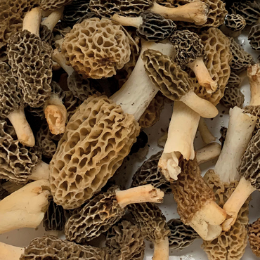 Macro Photography: Wild Morel Mushrooms Collage 1000 Jigsaw Puzzle 3D Modell