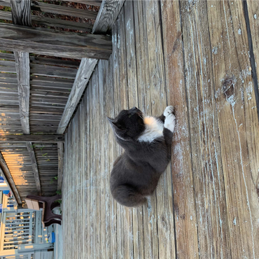 Cat on Deck: Pier Watchman 1000 Jigsaw Puzzle 3D Modell