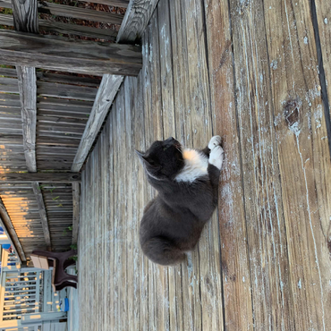 Cat on Deck: Pier Watchman 500 Jigsaw Puzzle 3D Modell