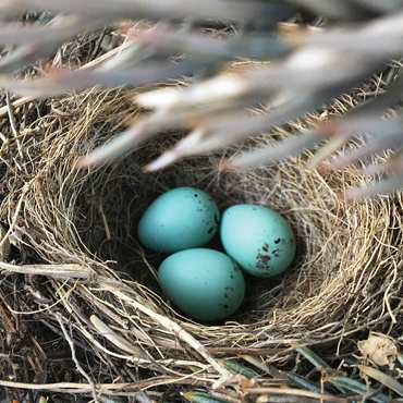 Macro Photography: Robin Eggs Nest in a Pine Tree 500 Jigsaw Puzzle 3D Modell
