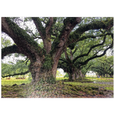 puzzleplate Nature Photography: Southern Live Oak, North Carolina, no.1 500 Jigsaw Puzzle
